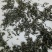 四川宜宾炒青茶
