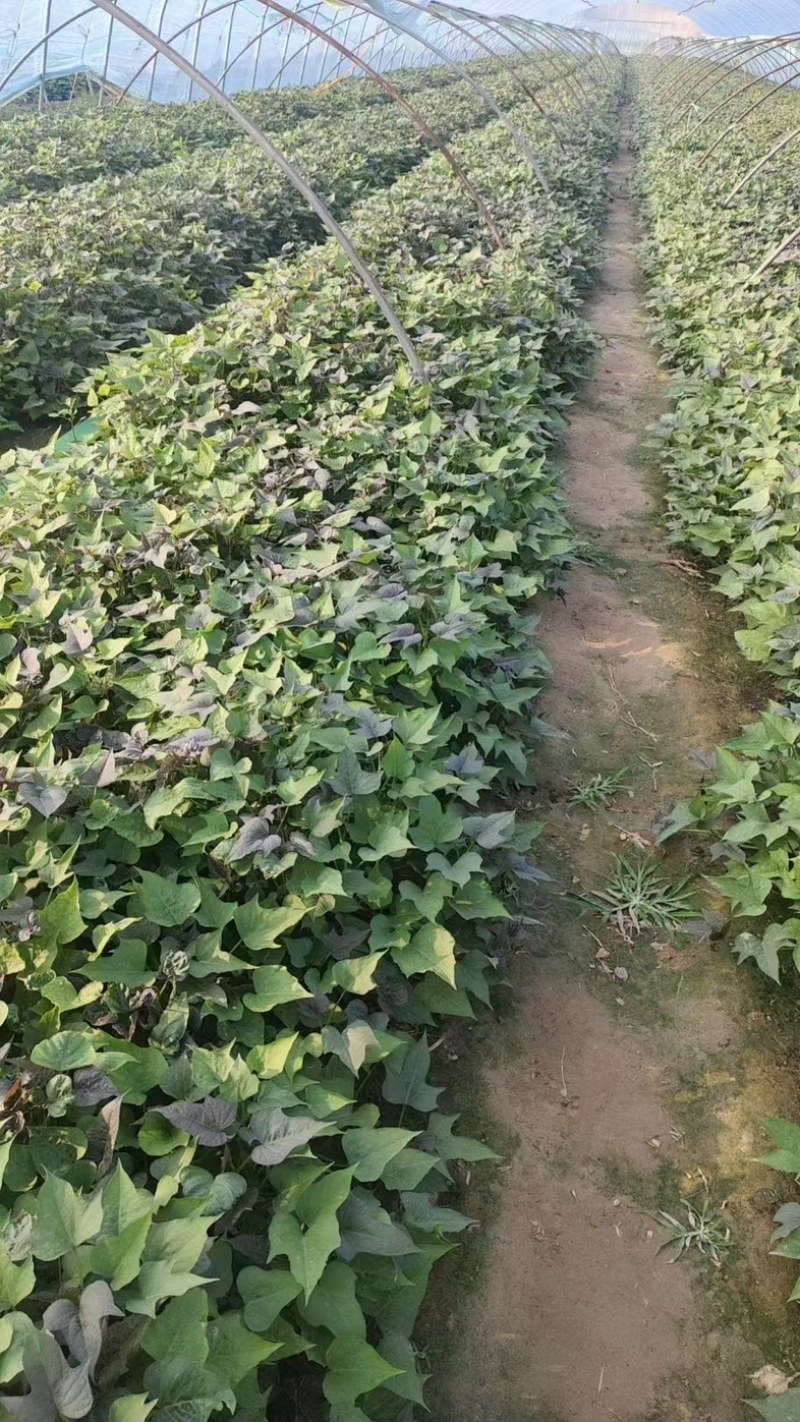 红薯苗大量供应各个规格齐全价格美丽欢迎老板电话拿货！
