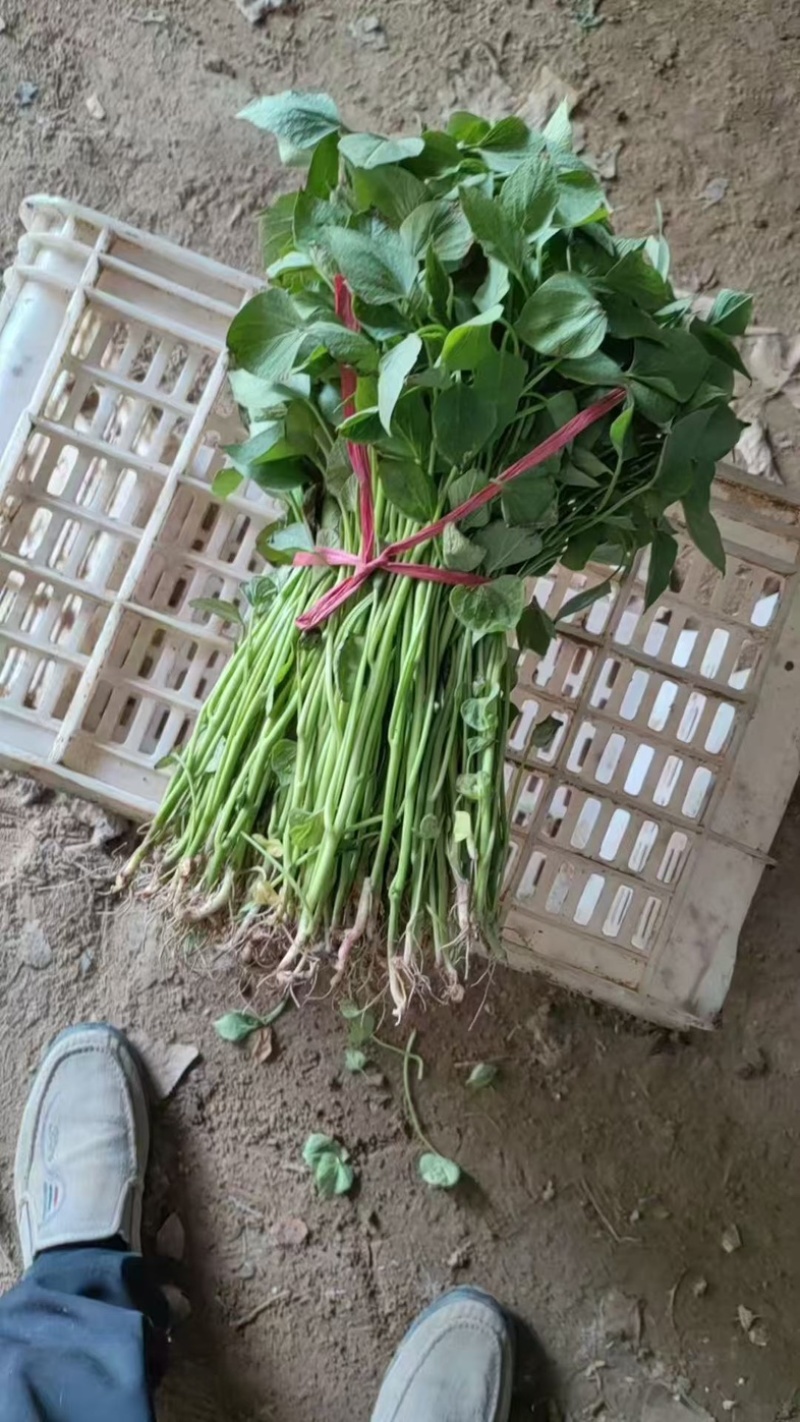 红薯苗大量供应各个规格齐全价格美丽欢迎老板电话拿货！