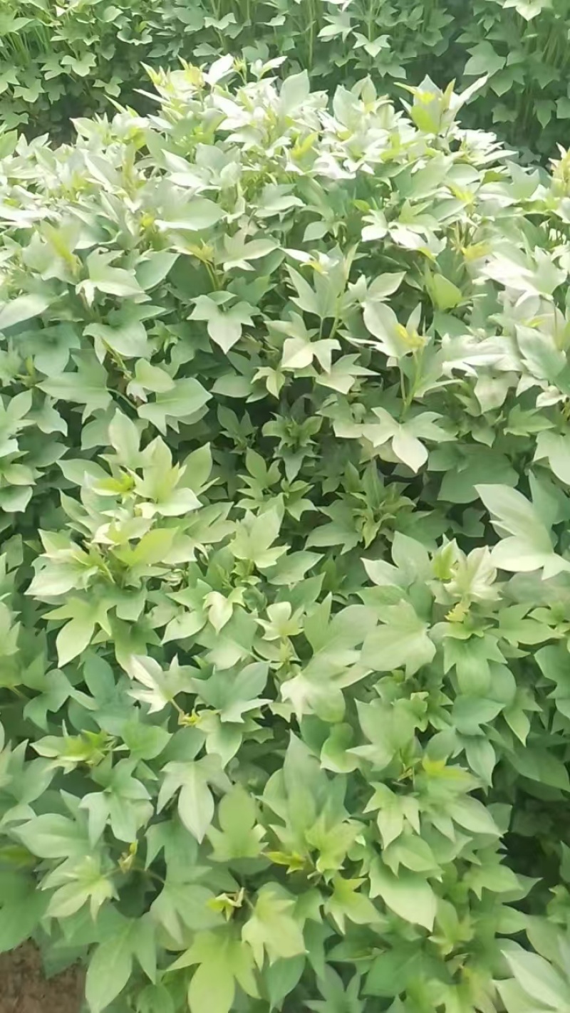 红薯苗大量供应各个规格齐全价格美丽欢迎老板电话拿货！