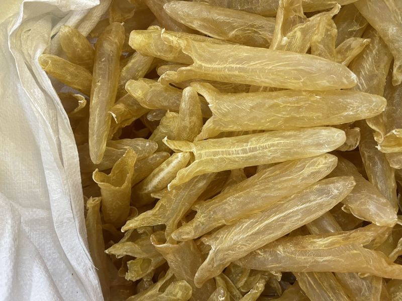 黄花胶大量现货规格齐全，品质保证，可视频看货代发全国