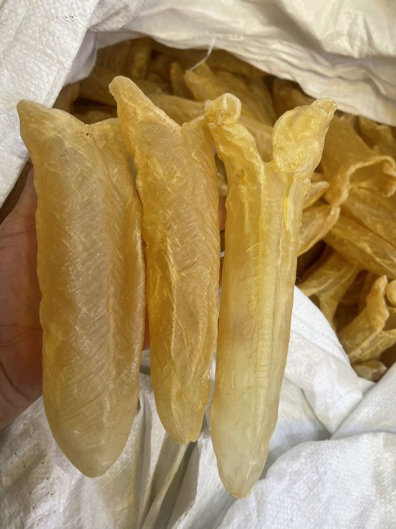 黄花胶大量现货规格齐全，品质保证，可视频看货代发全国