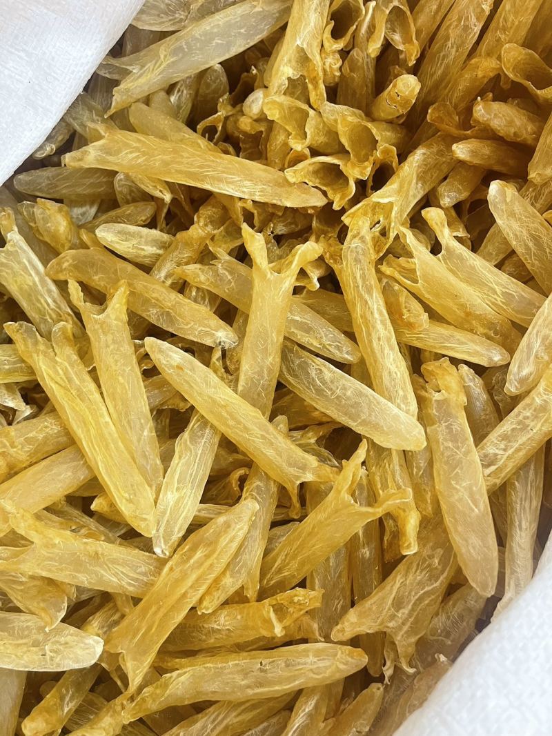 黄花胶大量现货规格齐全，品质保证，可视频看货代发全国
