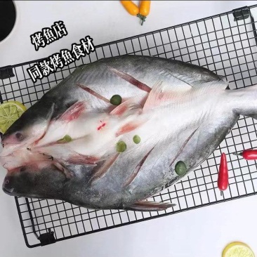 巴沙鱼