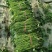 山东红薯苗大量上市量大从优价格美丽欢迎老板来电
