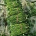 山东红薯苗大量上市量大从优价格美丽欢迎老板来电