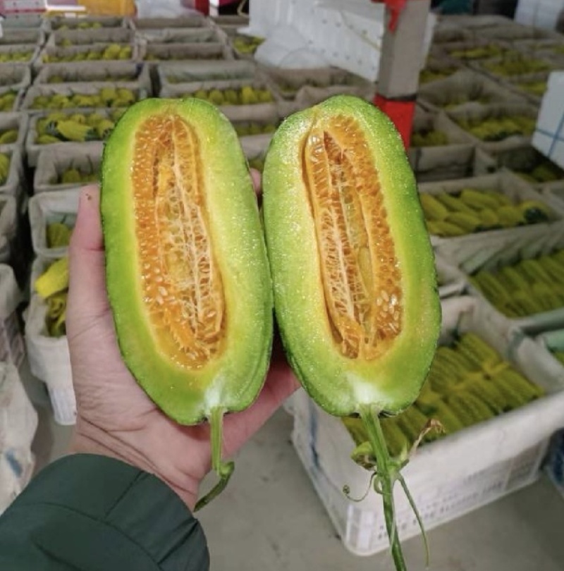 博洋72甜瓜/博洋甜瓜/莘县甜瓜/对接电商~商超~批发