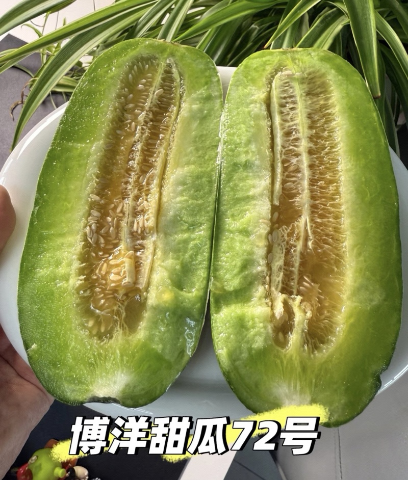博洋72甜瓜/博洋甜瓜/莘县甜瓜/对接电商~商超~批发