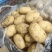 土豆，我这里大棚荷兰十五，量大，品质好，量大服务好，