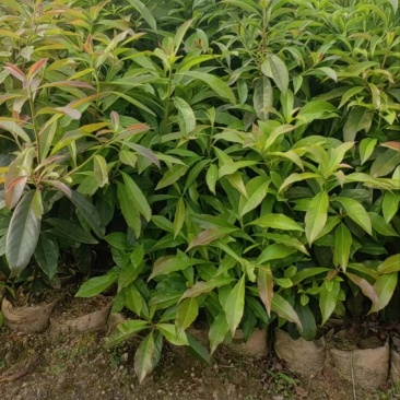 木荷