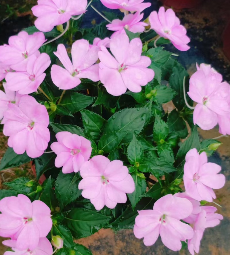 广东惠州凤仙盆花花色丰富花型饱满大量上市欢迎采购
