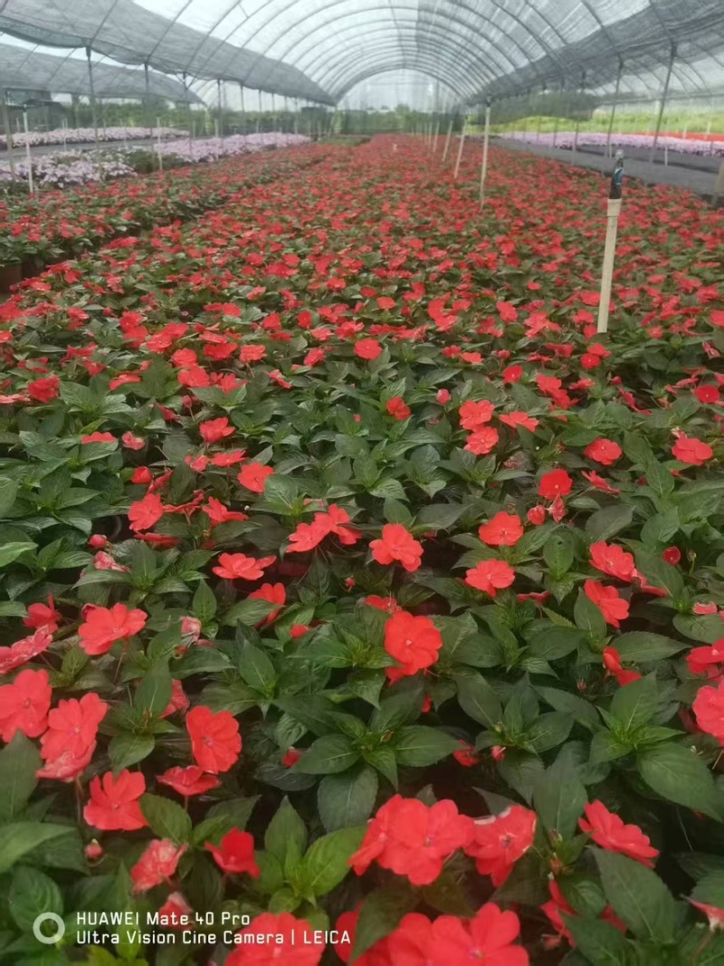 广东惠州凤仙盆花花色丰富花型饱满大量上市欢迎采购
