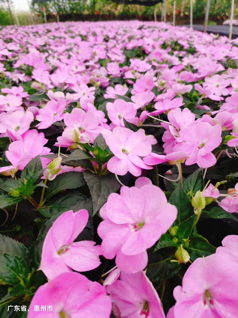 广东惠州凤仙盆花花色丰富花型饱满大量上市欢迎采购