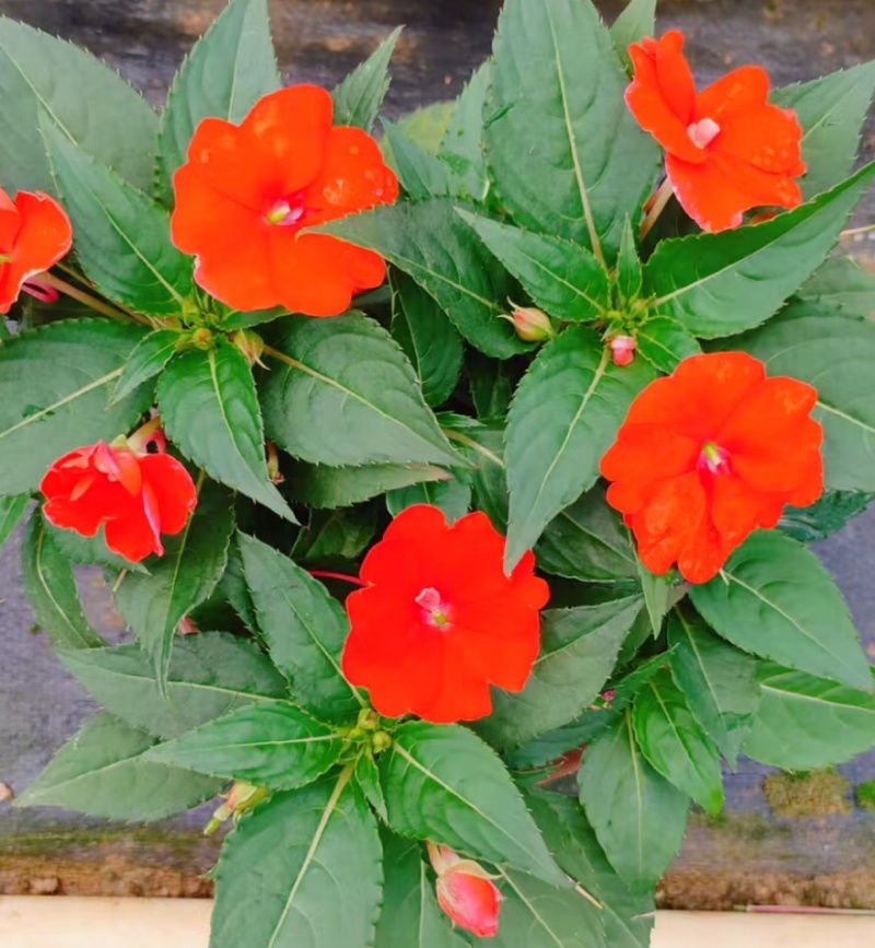 广东惠州凤仙盆花花色丰富花型饱满大量上市欢迎采购