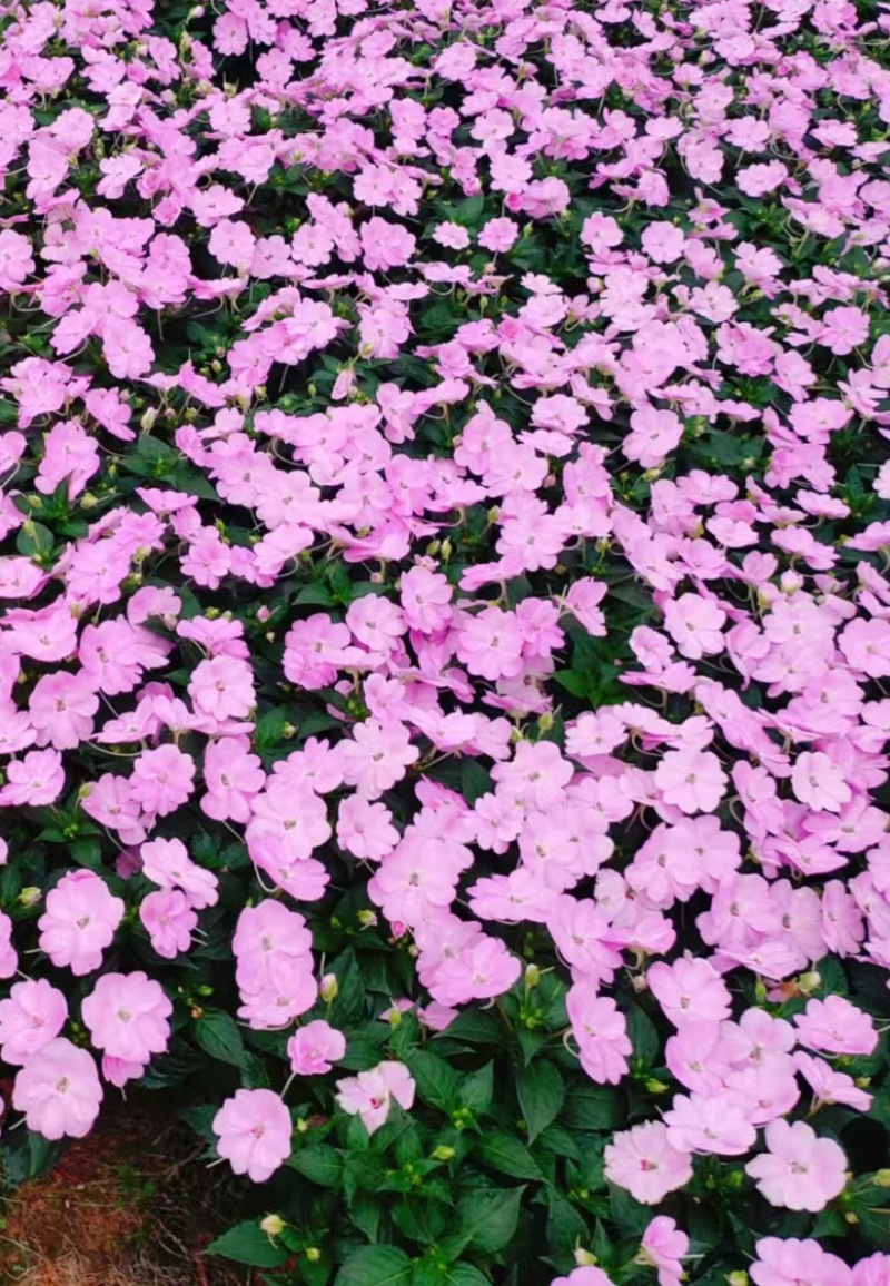 广东惠州凤仙盆花花色丰富花型饱满大量上市欢迎采购