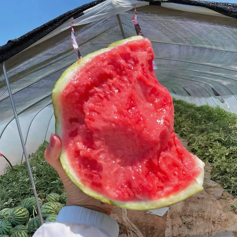 麒麟西瓜/无籽美都/7424/湖北大棚瓜/全国发货