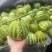 花蕾甜瓜/花美人甜瓜/山东甜瓜/莘县花蕾甜瓜/可全国发货
