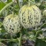 花蕾甜瓜/花美人甜瓜/山东甜瓜/莘县花蕾甜瓜/可全国发货