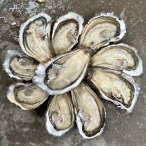 【精品】乳山原产地生蚝，液氮冻半壳生蚝，生蚝肉，欢迎咨询
