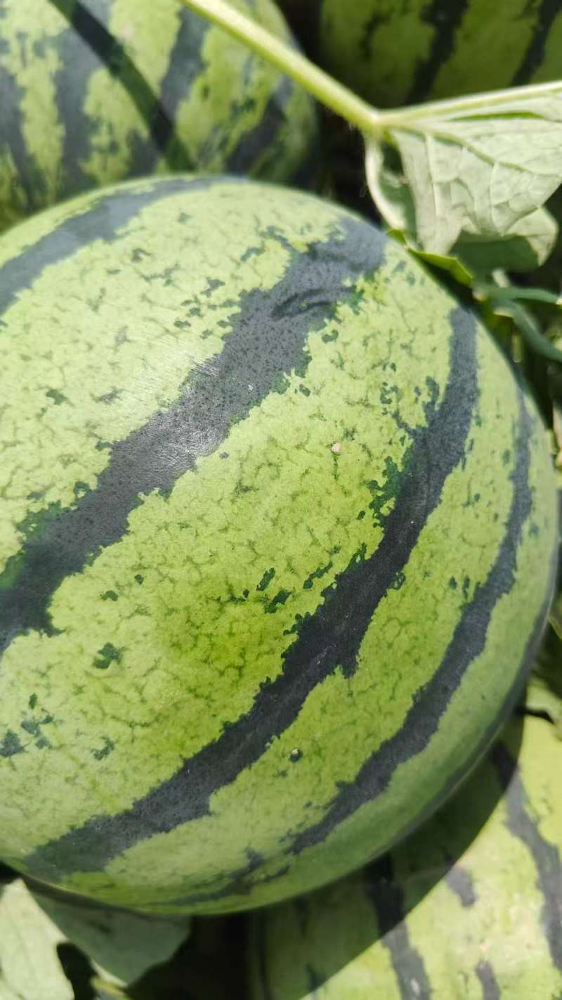 盐城美都西瓜口感好。质量优。深受全国消费者的喜爱