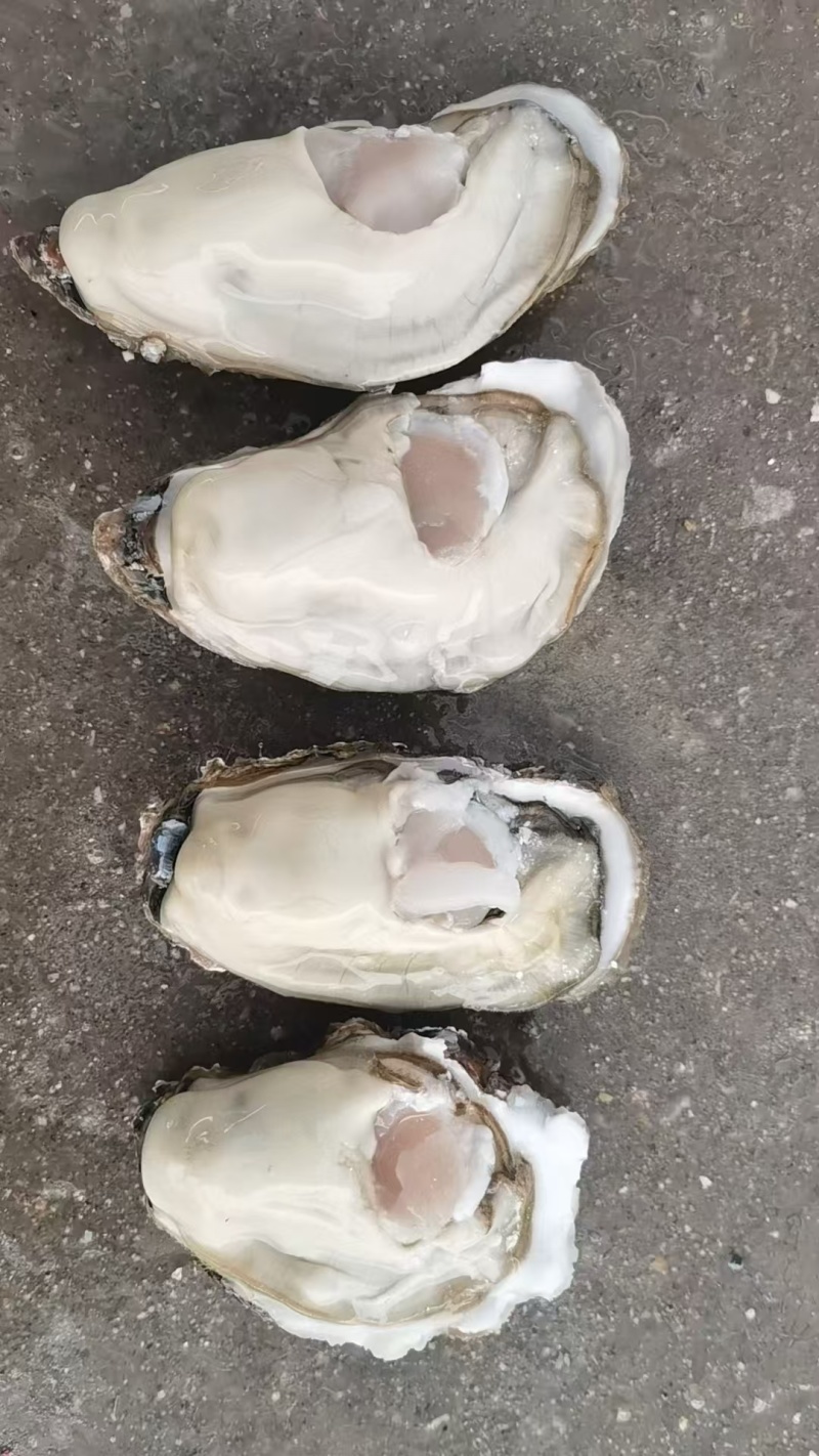 【精品】乳山原产地生蚝，液氮冻半壳生蚝，生蚝肉，欢迎咨询
