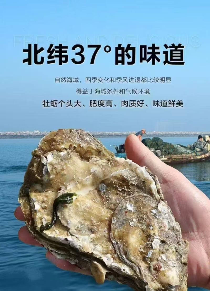 【精品】乳山原产地生蚝，液氮冻半壳生蚝，生蚝肉，欢迎咨询