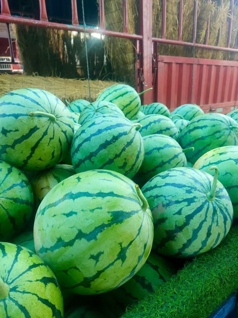 湖北美都西瓜/无籽西瓜/8424/麒麟西瓜/全国发货