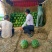 湖北美都西瓜/无籽西瓜/8424/麒麟西瓜/全国发货
