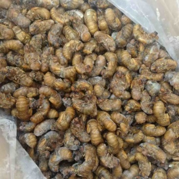 金蝉知了猴烧烤食材