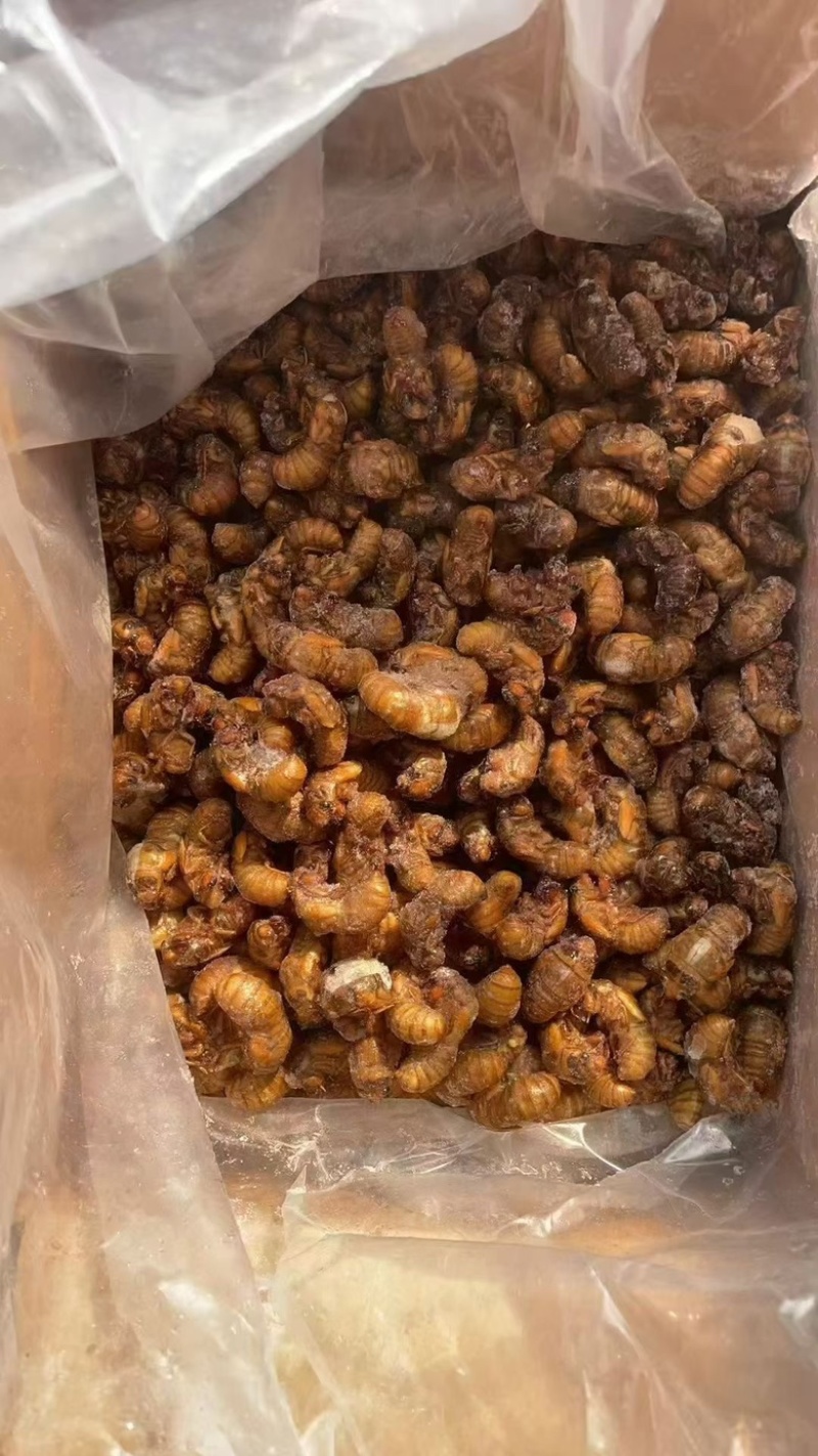 金蝉知了猴烧烤食材