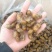 金蝉知了猴烧烤食材