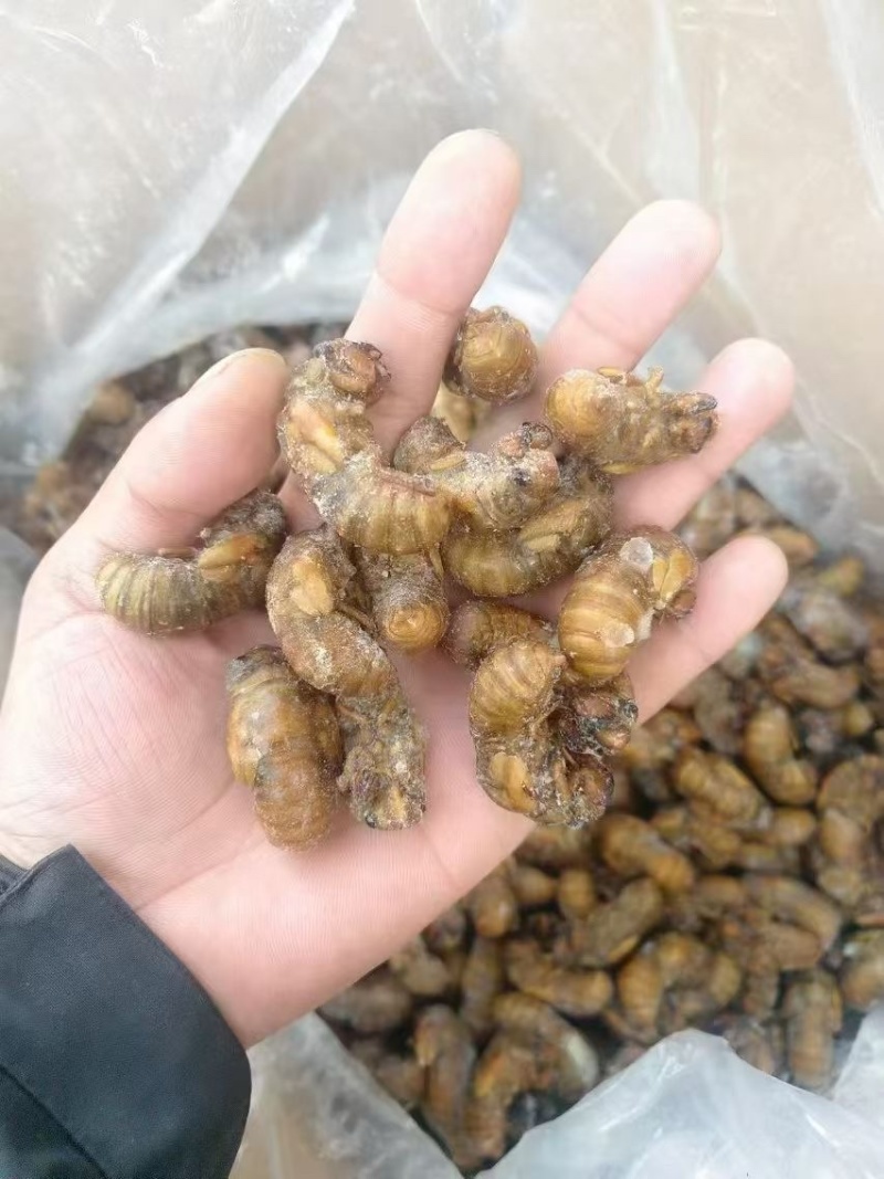 金蝉知了猴烧烤食材