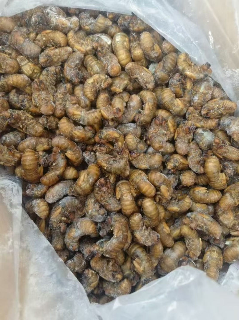 金蝉知了猴烧烤食材