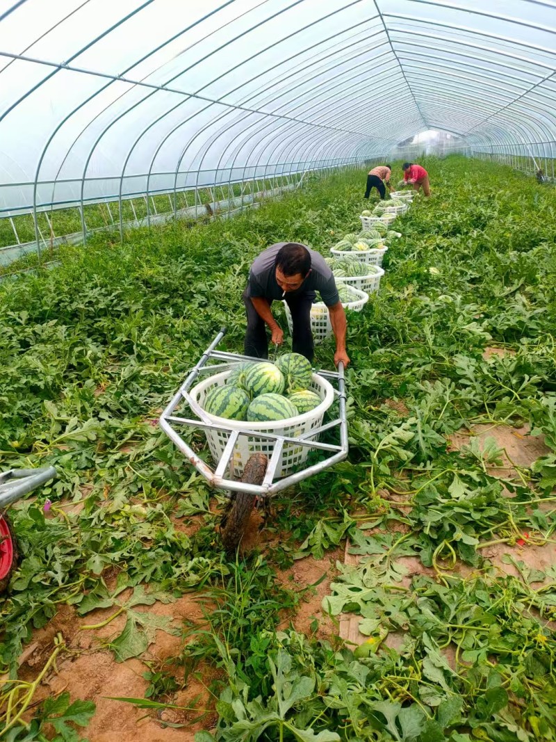 美都西瓜/湖北美都/大棚种植/产地货源/全国发货