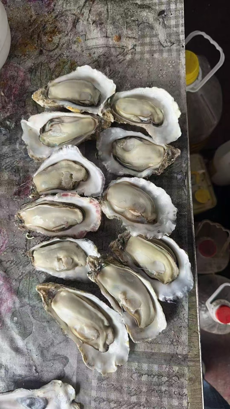 乳山生蚝，液氮锁鲜生蚝，生蚝肉，欢迎电话联系