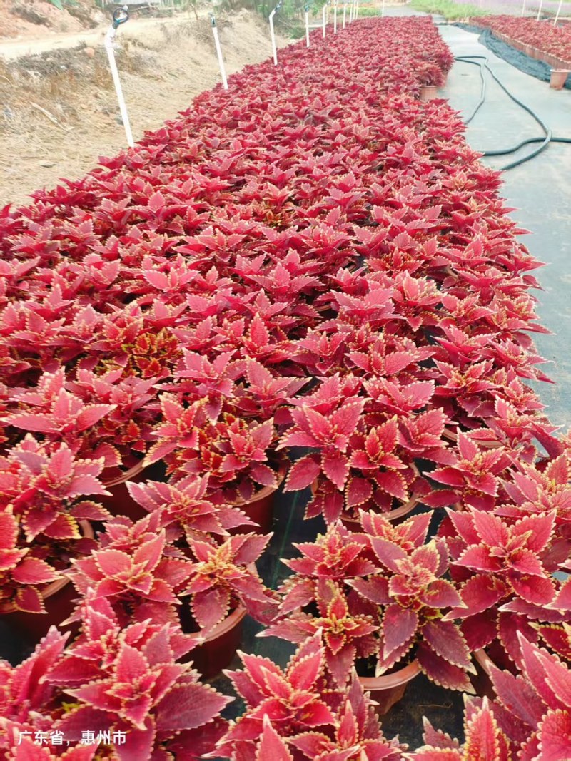广东惠州彩叶草颜色齐全基地直发精品苗大量上市欢迎采购