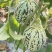 花蕾甜瓜/花美人甜瓜/山东甜瓜/莘县花蕾甜瓜/可全国发货