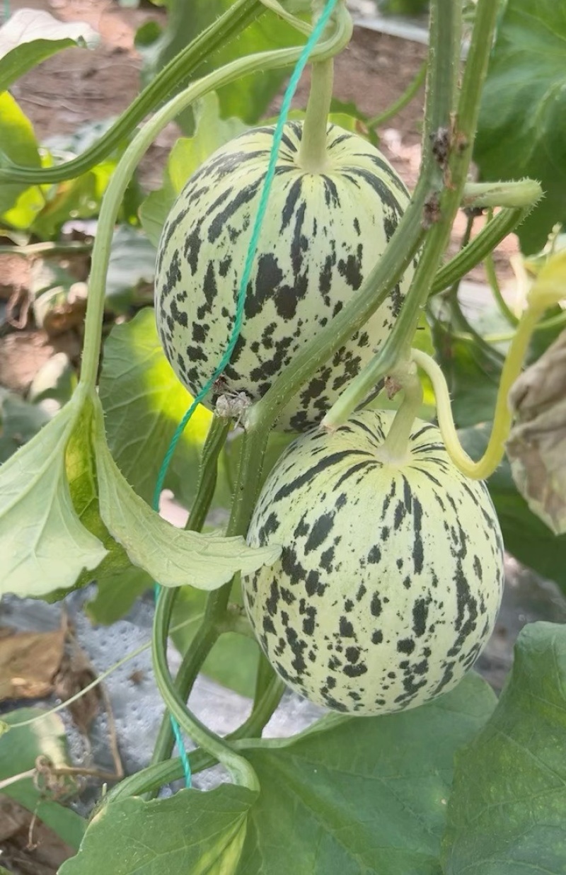 花蕾甜瓜/花美人甜瓜/山东甜瓜/莘县花蕾甜瓜/可全国发货