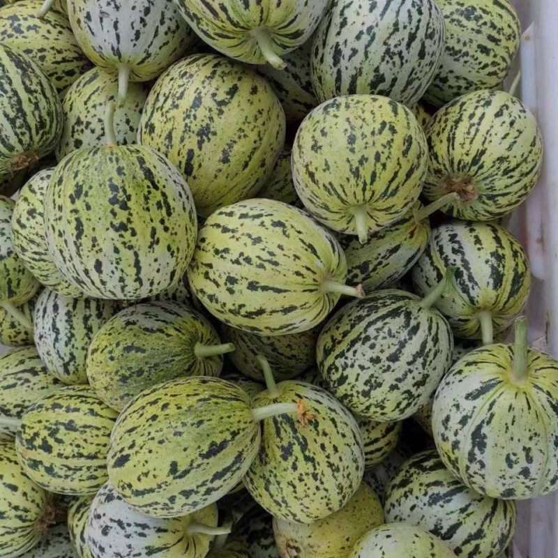 花蕾甜瓜/花美人甜瓜/山东甜瓜/莘县花蕾甜瓜/可全国发货