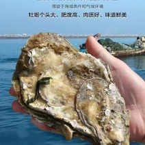 乳山生蚝，液氮锁鲜生蚝，生蚝肉，欢迎电话联系