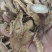 肉苁蓉生片产地价格