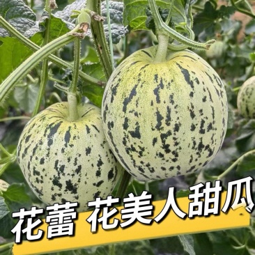 花蕾甜瓜/花美人甜瓜/山东甜瓜/莘县花蕾甜瓜/可全国发货