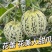 花蕾甜瓜/花美人甜瓜/山东甜瓜/莘县花蕾甜瓜/可全国发货