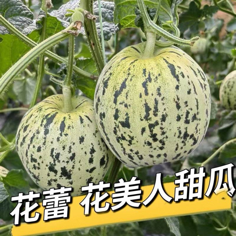 花蕾甜瓜/花美人甜瓜/山东甜瓜/莘县花蕾甜瓜/可全国发货