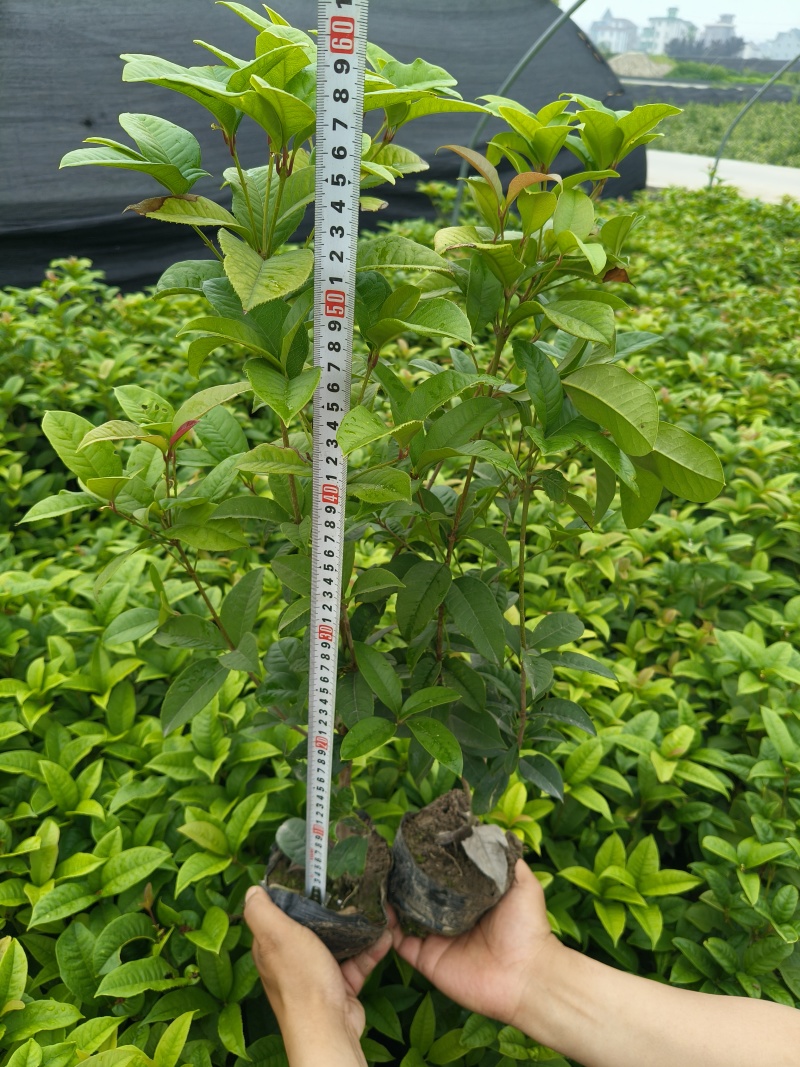 四季桂大杯高度50一60cm，基地有量，欢迎来一亩田订购