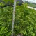 四季桂大杯高度50一60cm，基地有量，欢迎来一亩田订购
