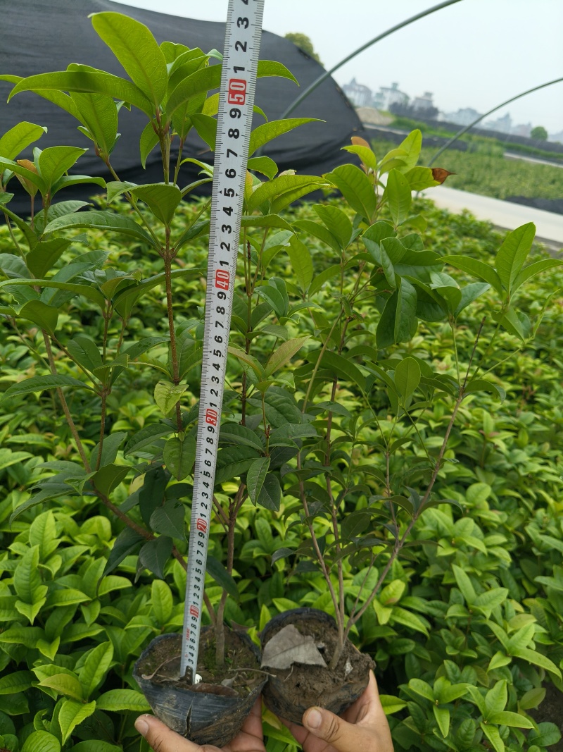 四季桂大杯高度50一60cm，基地有量，欢迎来一亩田订购