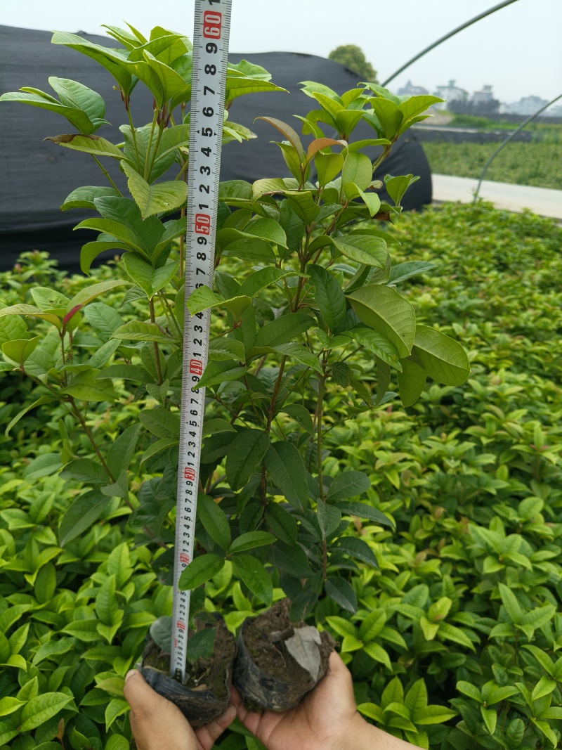四季桂大杯高度50一60cm，基地有量，欢迎来一亩田订购