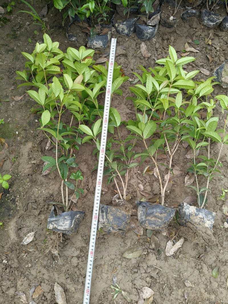 四季桂大杯高度50一60cm，基地有量，欢迎来一亩田订购