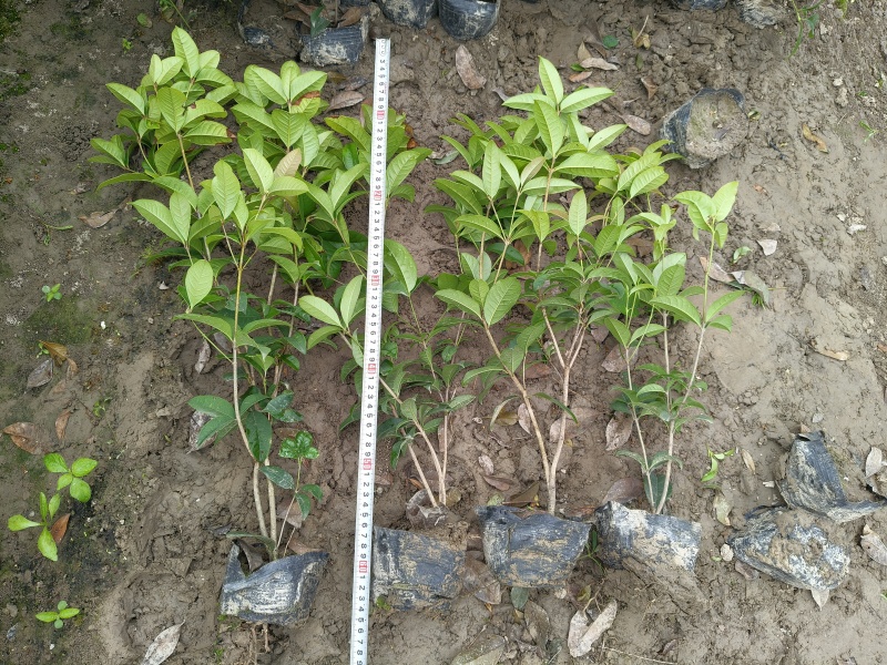 四季桂大杯高度50一60cm，基地有量，欢迎来一亩田订购